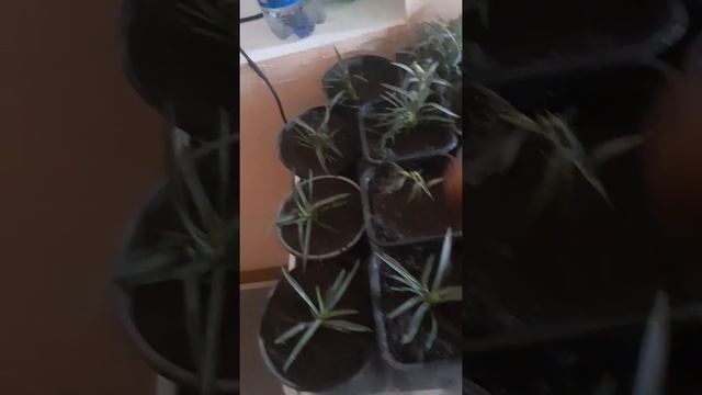 Размножение гвоздики смотреть онлайн