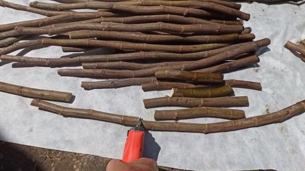 Нарезка черенков инжира с помощью аккумуляторного секатора.