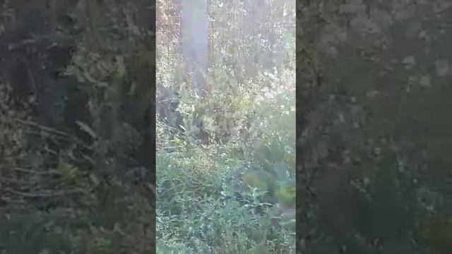 Самка фазана поселилась у аэропорта в Южно-Сахалинске смотреть онлайн