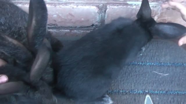 Как не ошибиться при покупке кроликов породы Советское(Полтавское) серебро. смотреть онлайн