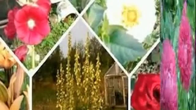 Цветы на даче моей сестры смотреть онлайн