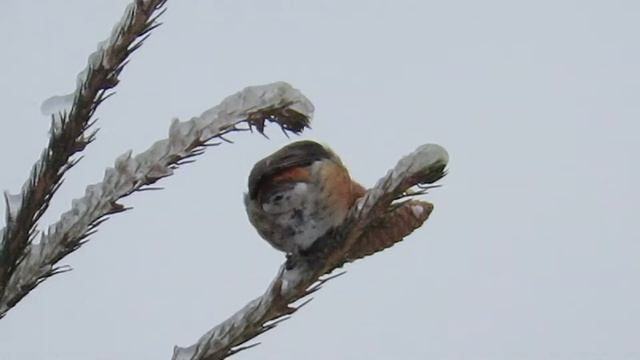 Клесты и шишки смотреть онлайн