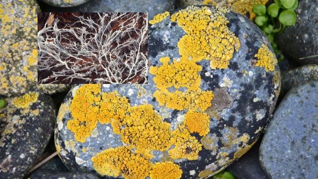 La biodiversité смотреть онлайн
