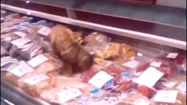 Сat eat meat and fish in shop window! смотреть онлайн