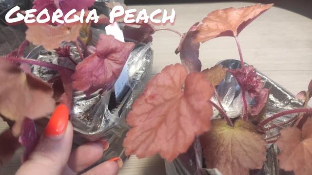 Пополнение моей коллекции гейхер, распаковка посылки из питомника Heuchera.com.Первая часть смотреть онлайн