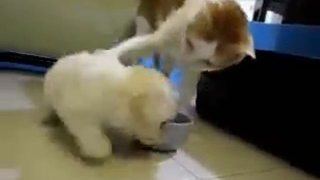 кот и щенок смотреть онлайн