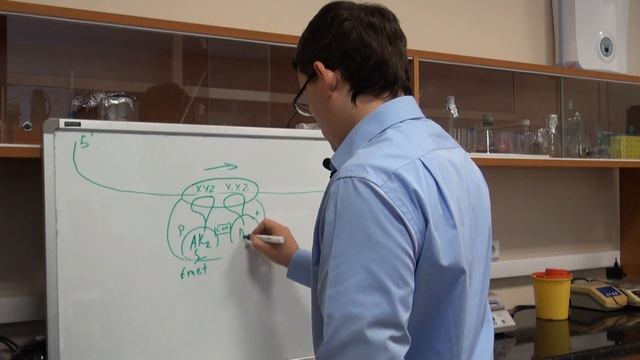 Трансляция. Часть 5. "Синтез белка на рибосомах" смотреть онлайн