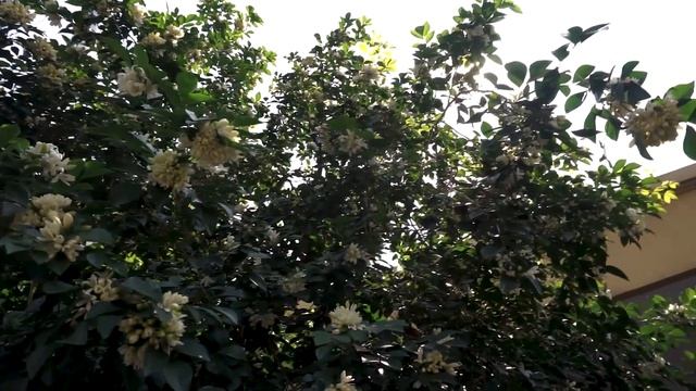 Нежный но грустный стих "Мне кажется, что где-то на земле" Эмма Куневич.Читает Андрей Лукашенко смотреть онлайн