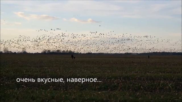 Дикие гуси. Очень-очень много гусей. смотреть онлайн