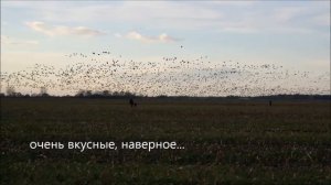 Дикие гуси. Очень-очень много гусей.