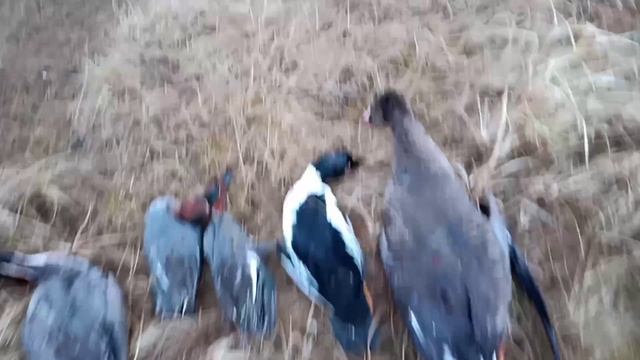 Открытие весенней охоты 2022 в ЯНАО