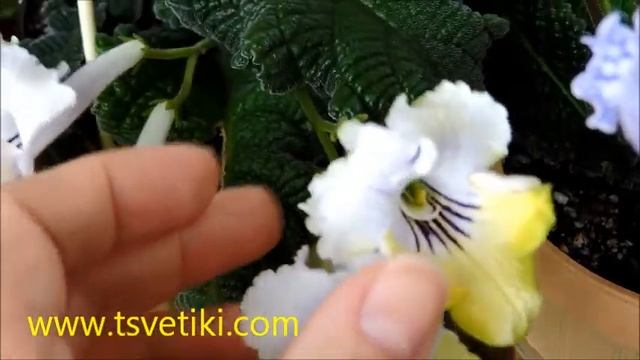 Цветики. Цветение фиалок и стрептокарпусов. смотреть онлайн