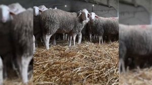 Ярки Мериноланд - универсальная порода овец! Нальчик! Разведение племенных овец Мериноландшаф