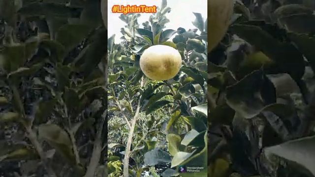 Amazing Tree Of Grapefruit Hybrids plants in India #grapefruit смотреть онлайн