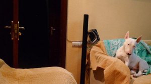 Пранк с одеялом, исчезновение. Бультерьер Дэнни #пранк #бультерьер