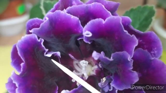 Опыление Глоксиний смотреть онлайн