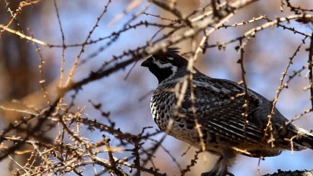 Рябчик Tetrastes bonasia L. / Hazel Grouse смотреть онлайн