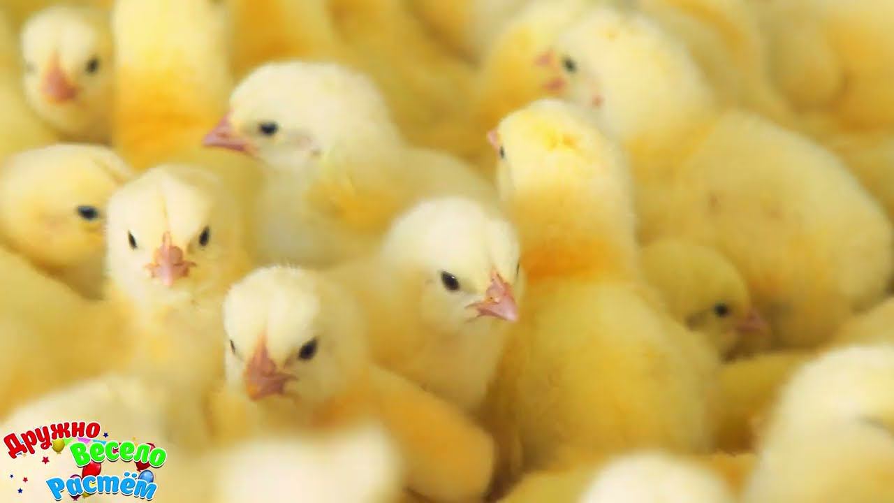 Звук цыпленка, голос цыпленка, крик цыпленка смотреть онлайн