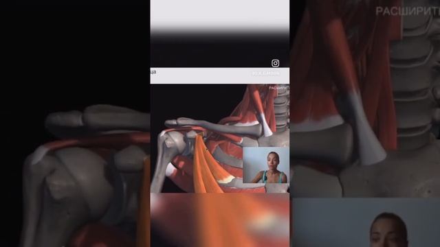 Почему нельзя сводить лопатки. Осанка без перенапряжения. Сутулость #балетнаягимнастика смотреть онлайн