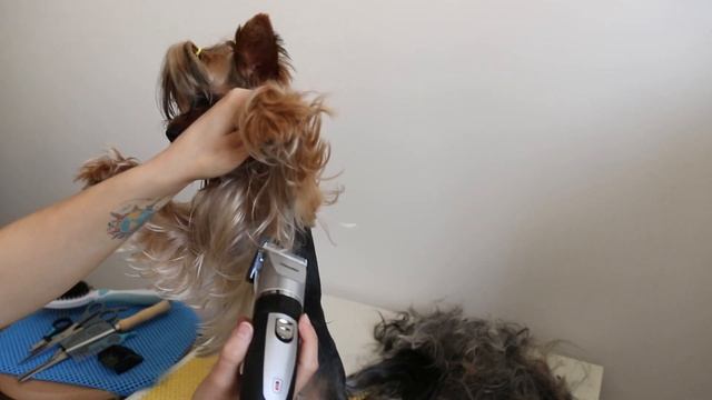 Минус 37 грамм шерсти! Летняя стрижка йоркширского терьера (йорка) машинкой Mesko MS2826 и ножницам смотреть онлайн