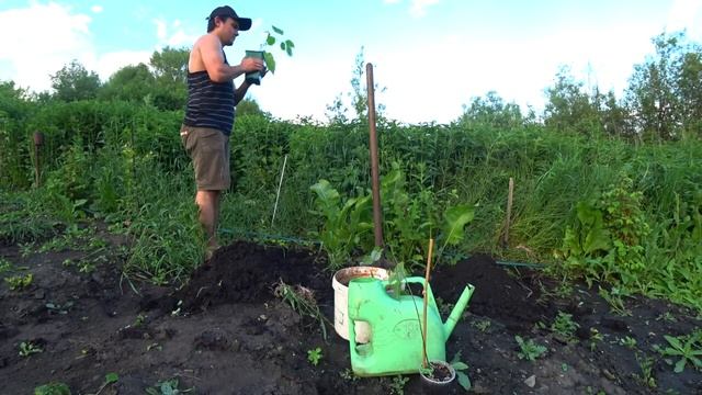 Высадка грецкого ореха в открытый грунт смотреть онлайн