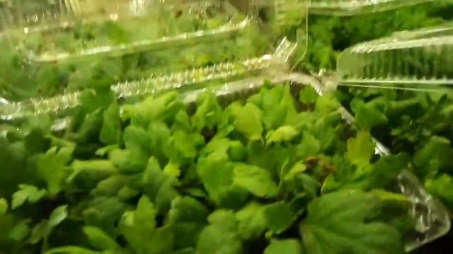 Обзор теплицы на 5 марта, хризантемы, астры смотреть онлайн