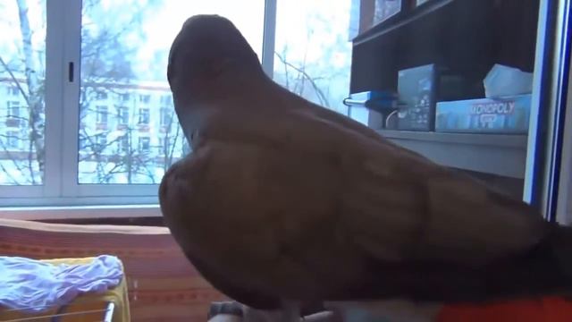 ПОПУГАЙ РАЗГОВАРИВАЕТ И ПАЁТ смотреть онлайн