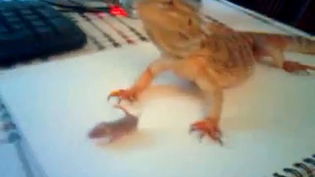 Бородатая Агама vs мелкая мышь смотреть онлайн