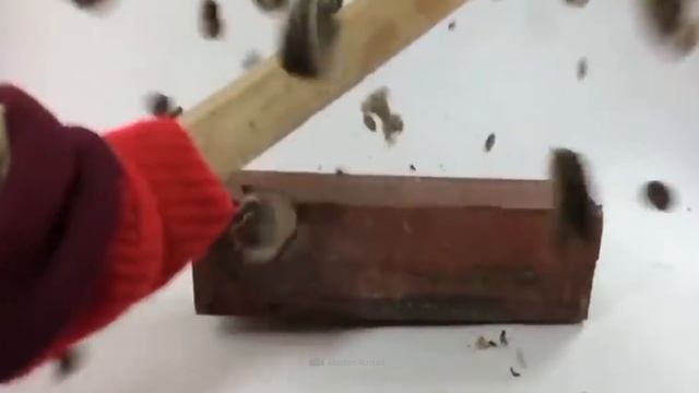 Будьте осторожны, когда увидите эти деревья! Самые опасные деревья! смотреть онлайн