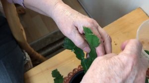 Шлюмбергера (декабрист). Что делать с растением после цветения