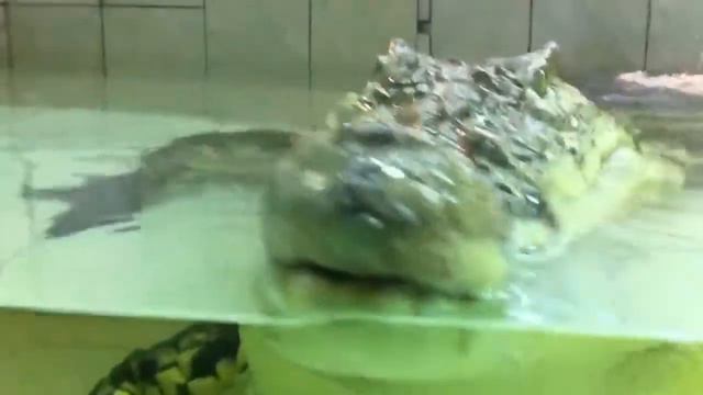 Нильский крокодос!!! смотреть онлайн