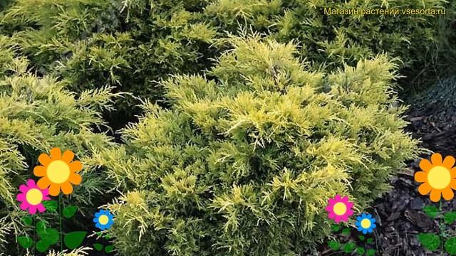Можжевельник средний Голден Джой. Краткий обзор, описание juniperus pfitzeriana Golden Joy смотреть онлайн