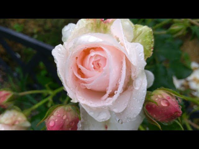 Подкормка роз в августе. смотреть онлайн