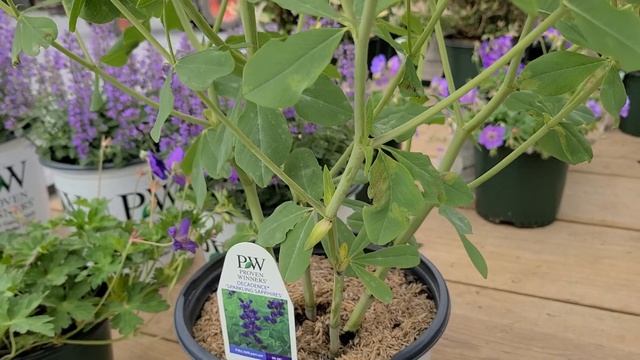 Baptisia Decadence® Sparkling Sapphires & 'Grape Taffy' (False Indigo) // Easy, NATIVE Varieties смотреть онлайн
