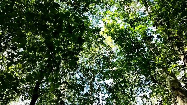 Прогулка в лесу/Пение птиц/Релакс смотреть онлайн