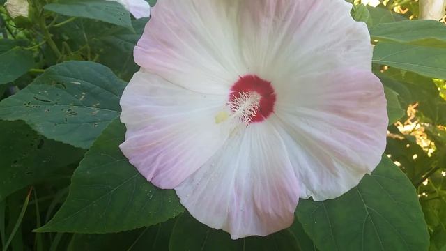 Dinner Plate Hibiscus - A Yearly Favorite!