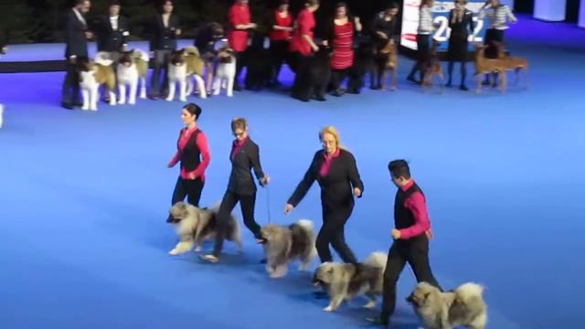Helsinki Winner 2012, BIS 2 kasvattaja, Keeshond, Kennel Eerondaali смотреть онлайн