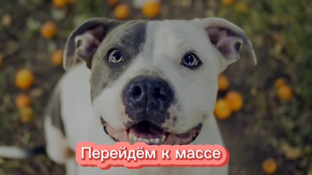 Всё о породе "Американский Стаффордширский терьер" смотреть онлайн