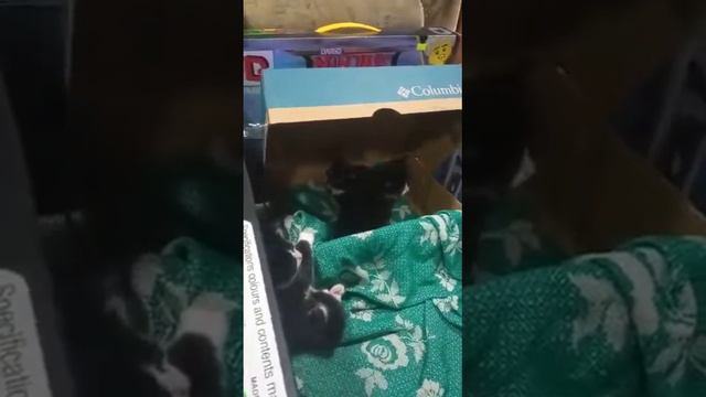 КОТЯТА СПАСЕНЫ С УЛИЦЫ. АЛАПАЕВСК смотреть онлайн