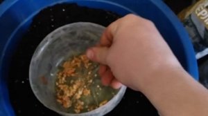 Перлит. Вермикулит. Сеем томаты под снег. На рассаду в минитеплички