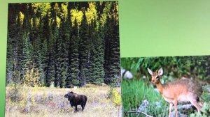 Заповедники Ленинградской области