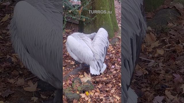 Пеликан. Дендрарий Сочи.