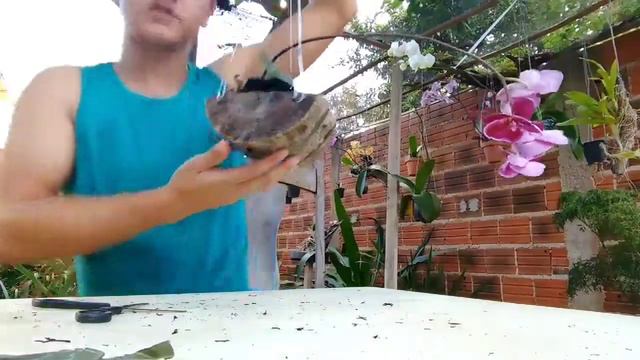 como plantar orquídea phalaenopsis смотреть онлайн