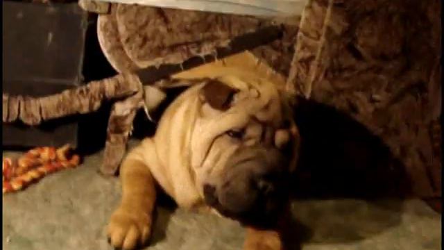 Нафаня и диван смотреть онлайн