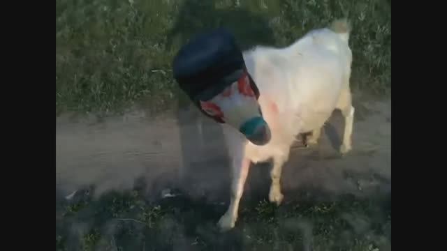 прикольный козёл смотреть онлайн