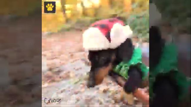 Время охоты на индейку 😂 😂 😂 смотреть онлайн