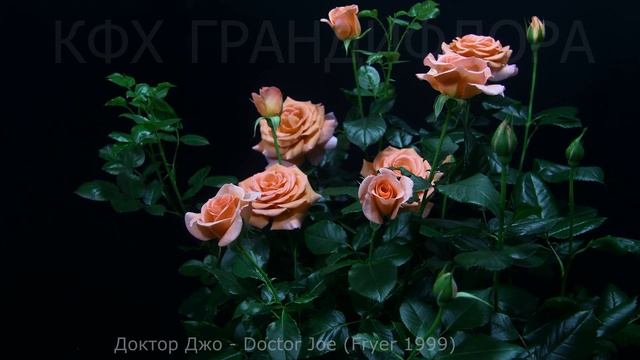 Timelapse Rose 4К.Doctor Joe (Fryer 1999)Как распускается роза Доктор Джо смотреть онлайн