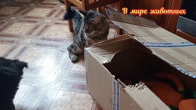 Котенок Кузя играет с Бароном в Царь горы. Кто же будет царь?... смотреть онлайн