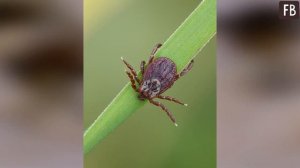 Дедовский метод с маслом устарел. Женщина показала, как быстро и безболезненно вытащить клеща
