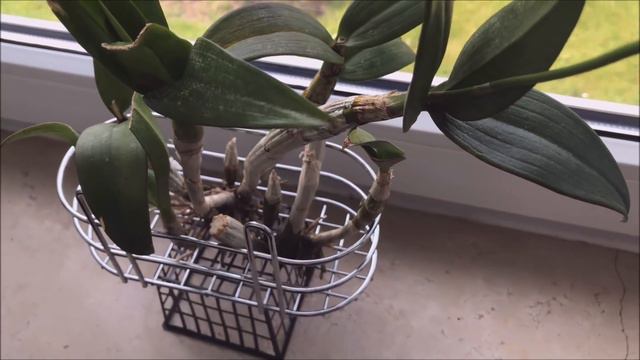 Growing orchid at home have more flowers and healthy roots смотреть онлайн